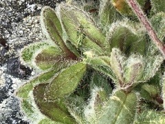 Cerastium nigrescens