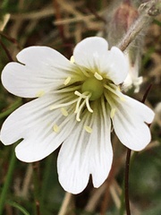 Cerastium nigrescens
