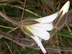 Cerastium nigrescens