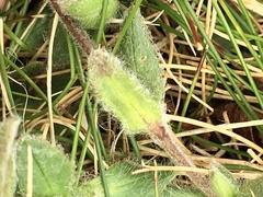Cerastium nigrescens