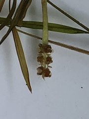 Potamogeton × ogdenii