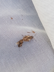 Nithecus jacobaeae