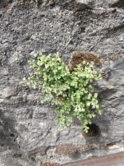 Asplenium ruta-muraria