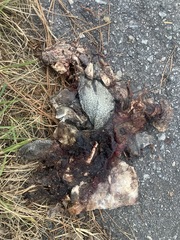 Malaclemys terrapin centrata