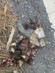 Malaclemys terrapin centrata