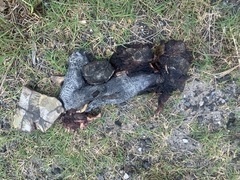 Malaclemys terrapin centrata