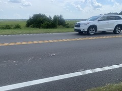 Malaclemys terrapin centrata