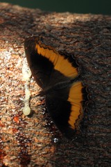 Eurytela dryope angulata