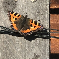 Aglais urticae