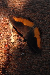 Eurytela dryope angulata