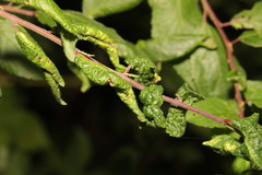 Brachycaudus helichrysi