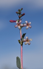 Symphoricarpos longiflorus