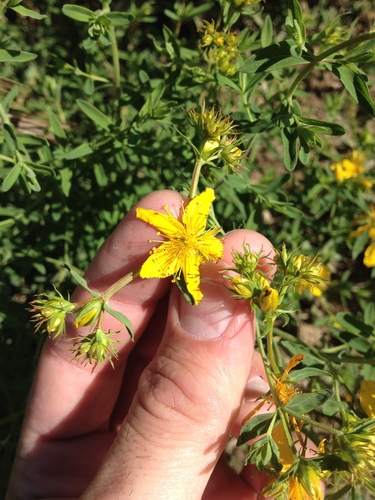 Hypericum perforatum iNat (2)
