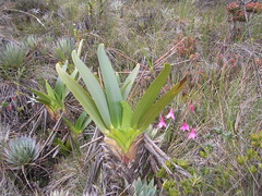 Stegolepis guianensis