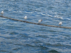 Chroicocephalus ridibundus