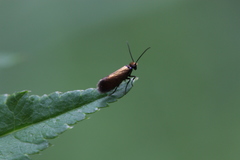 Micropterix
