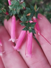Epacris reclinata