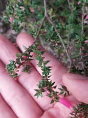 Epacris reclinata