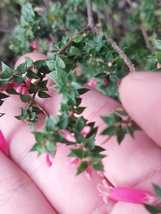 Epacris reclinata