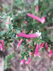 Epacris reclinata