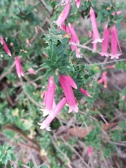 Epacris reclinata