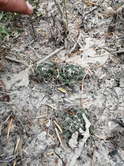 Mammillaria sphaerica