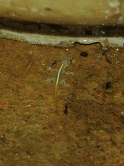 Cnemaspis mysoriensis