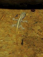 Cnemaspis mysoriensis