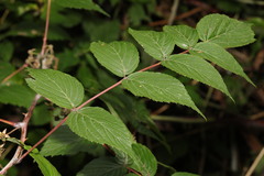 Rubus cockburnianus