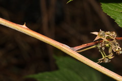 Rubus cockburnianus