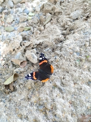Vanessa atalanta