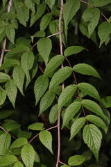 Rubus cockburnianus