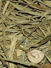 Cnemaspis mysoriensis