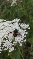 Volucella pellucens