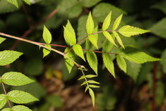 Rubus cockburnianus