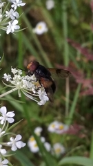 Volucella pellucens