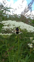 Volucella pellucens