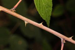 Rubus cockburnianus