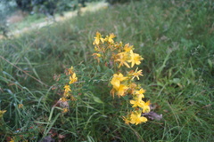Hypericum perforatum