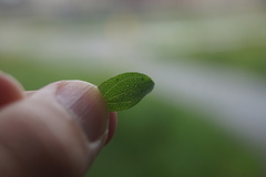 Hypericum perforatum