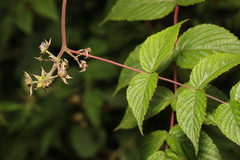 Rubus cockburnianus