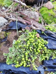 Asterella marginata