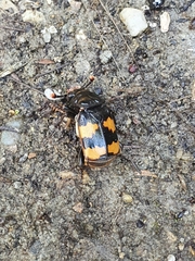 Nicrophorus interruptus