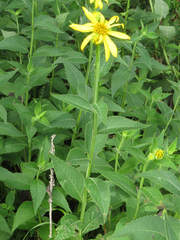 Verbesina helianthoides