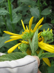 Verbesina helianthoides