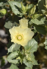 Mentzelia tricuspis