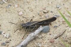 Pardalophora apiculata