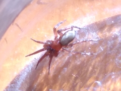 Herpyllus propinquus