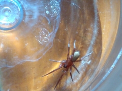 Herpyllus propinquus