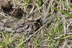 Bombylius pygmaeus